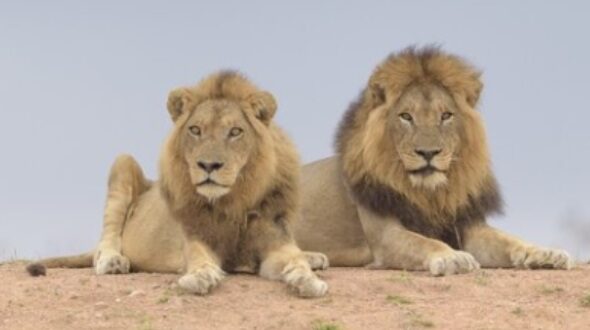 Akbar sita lions row