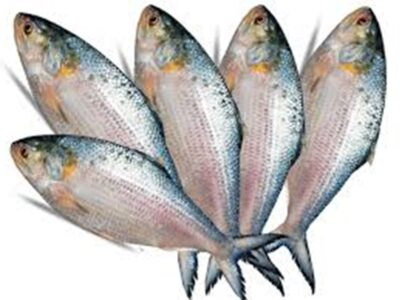 hilsa fish