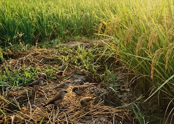 farmer leaves paddy crop for birds to eat