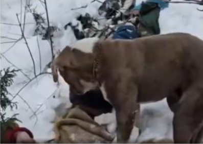 pet dog stands as a guard for its owner's dead body