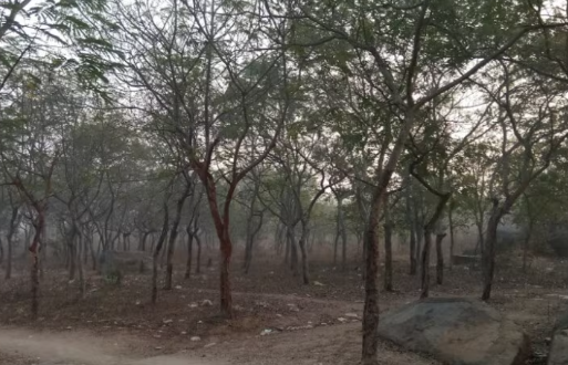gurram guda forest land