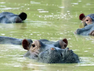 hippos