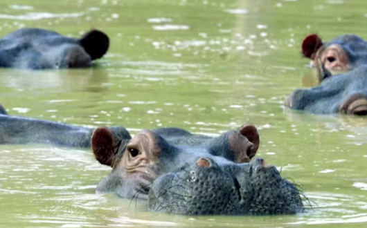hippos