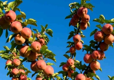 apples farming in ananthapuram