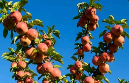 apples farming in ananthapuram