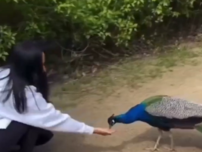 woman offers food to peacock