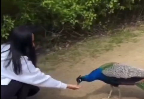 woman offers food to peacock