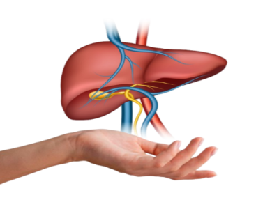 liver transplantation