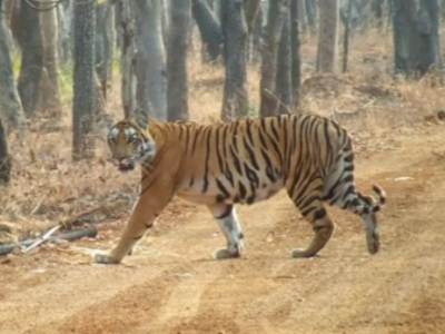 Tiger Conversation in TG