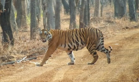 Tiger Conversation in TG